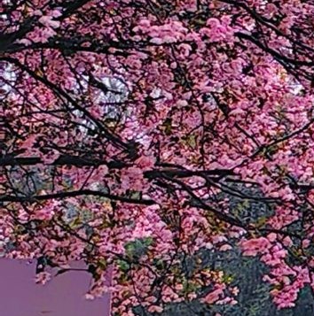 红富士苹果
